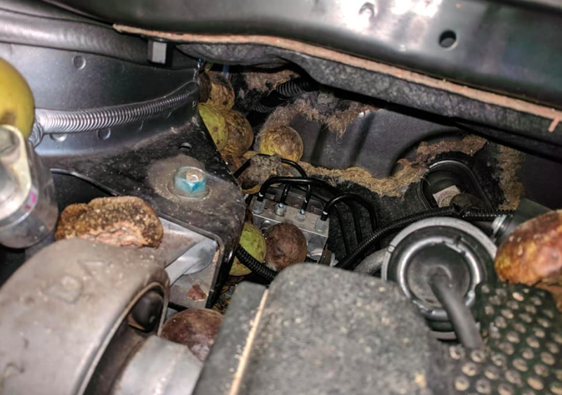 Illustration for article titled The Number of Nuts Stuffed Into This Nissan Murano's Engine Bay Is Astonishing